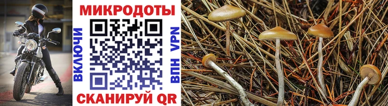 Псилоцибиновые грибы мухоморы  Ельня 